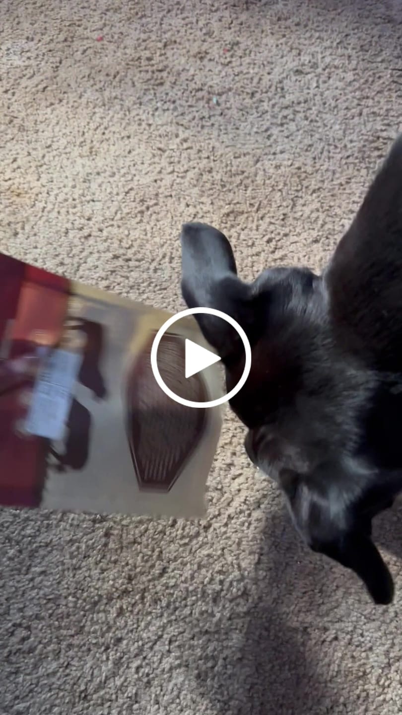 Customer video review of Natural Cow Ear
