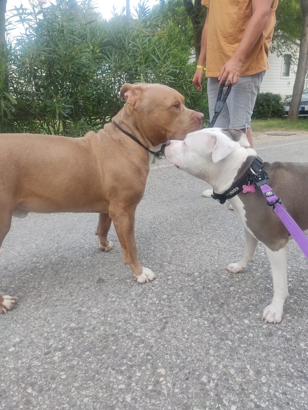 Customer photo review of 1.4m Swivel Combat Leash | Neoprene Lined, Secure Rated Clip with Soft Handle - Purple
