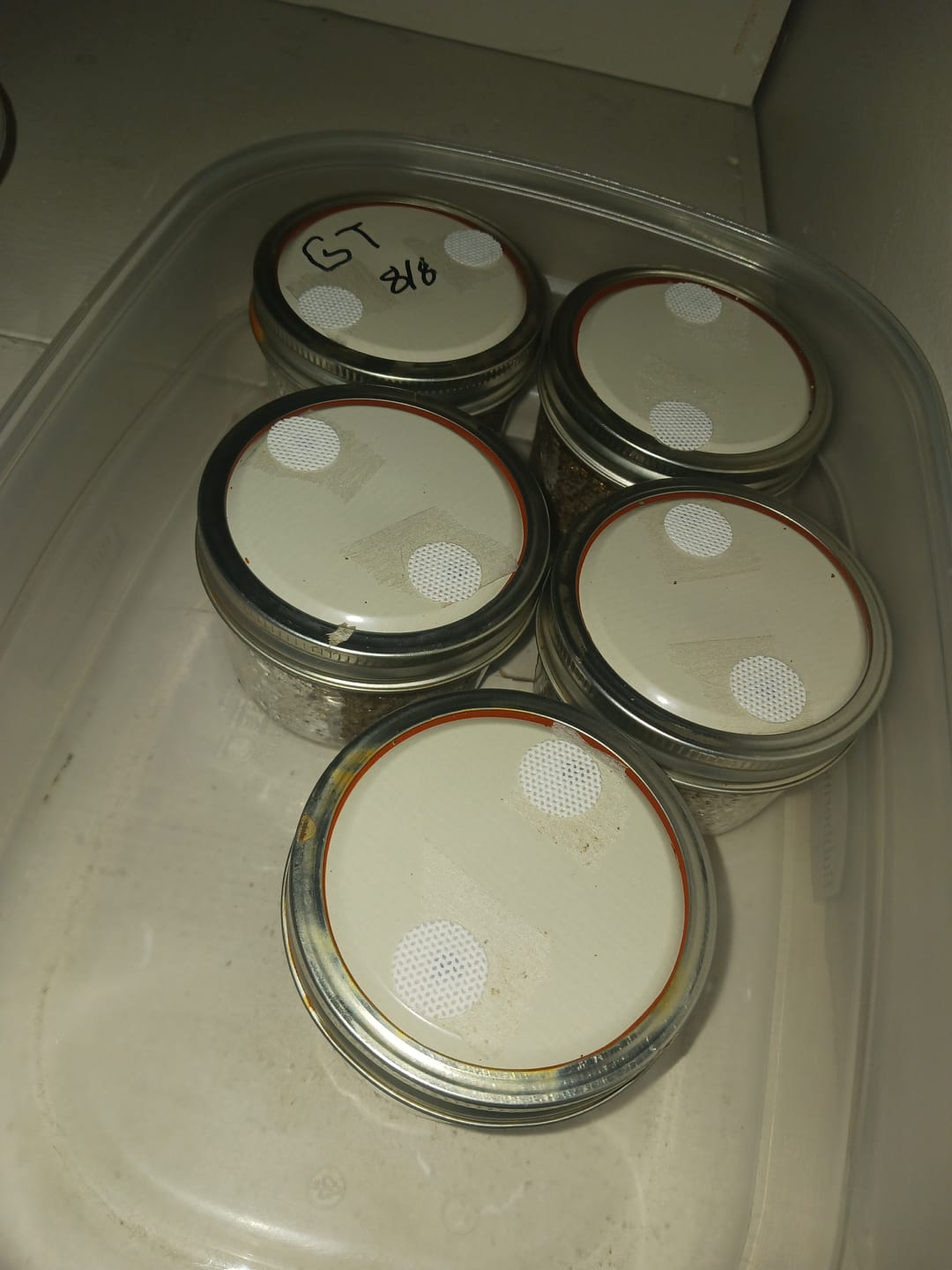 Customer photo review of Adherable Lid Filters For Plant & Mushroom Tissue Culture