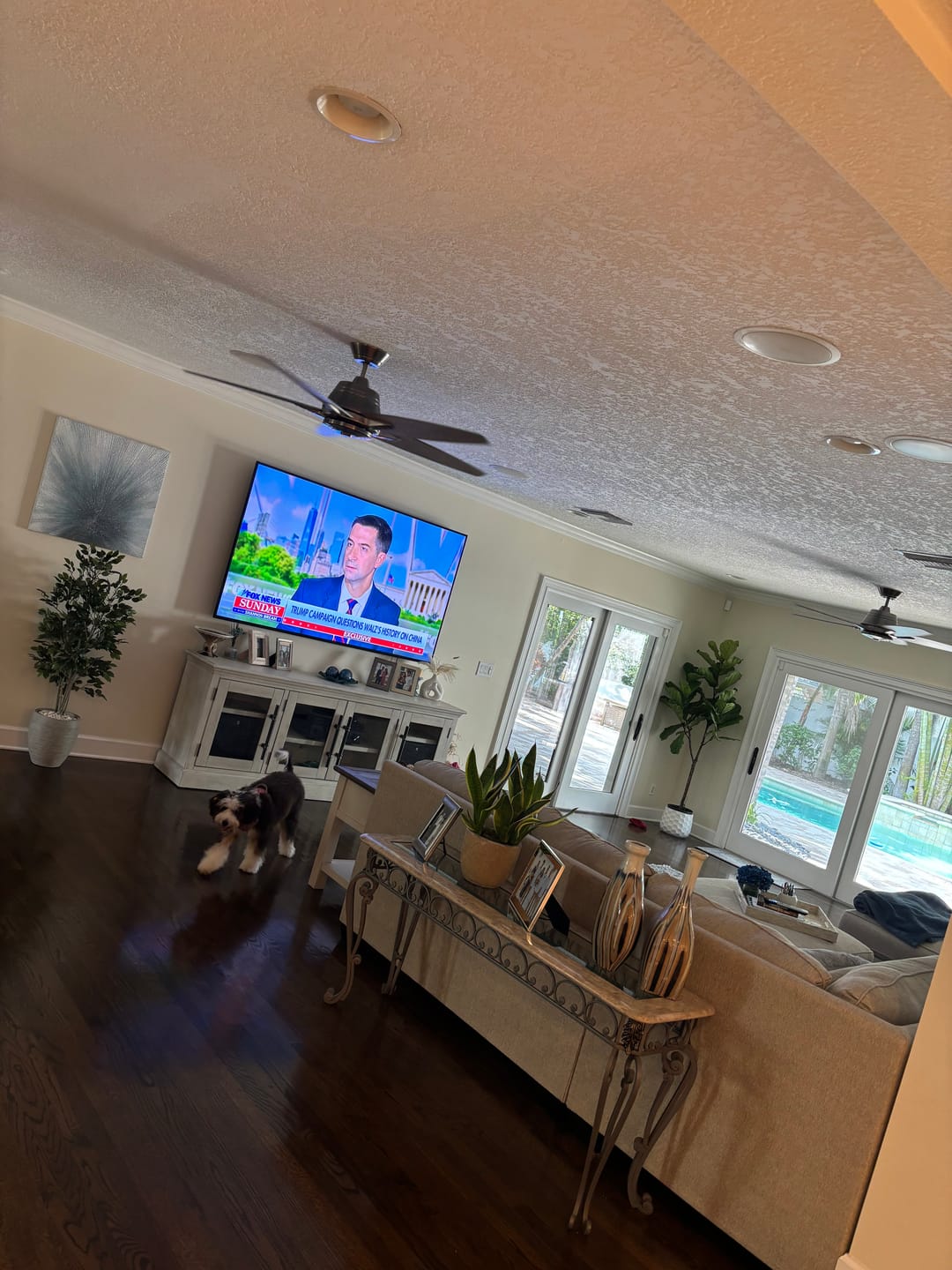 Customer photo review of Fiddle Leaf Fig (Ficus Lyrata)
