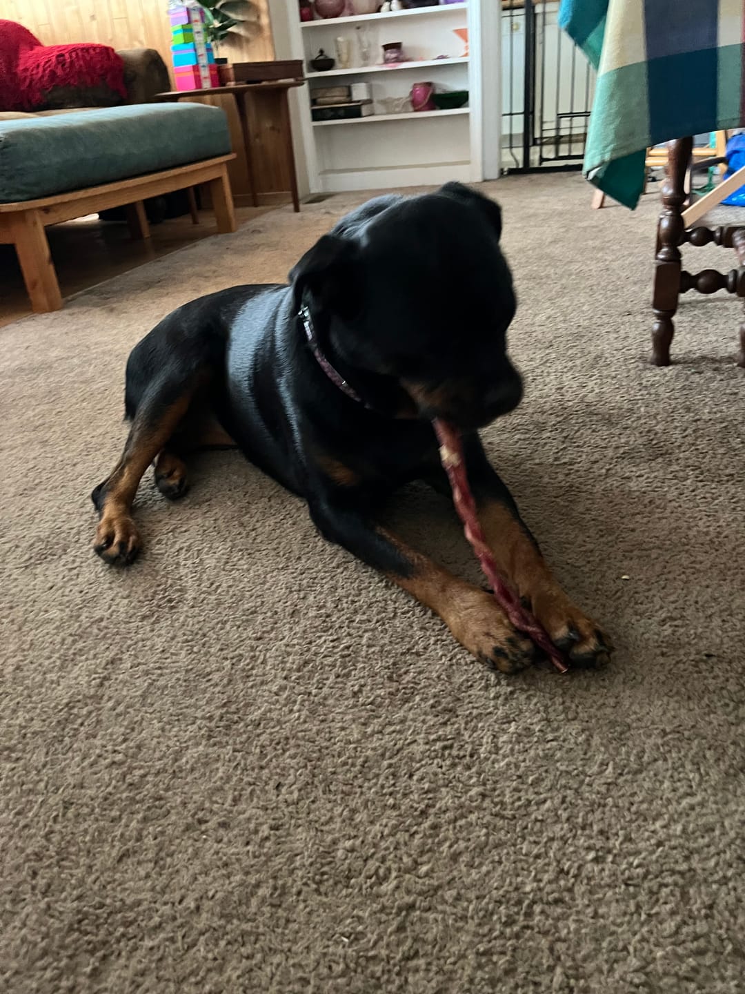 Customer photo review of 12 Inch Thick Braided Bully Stick