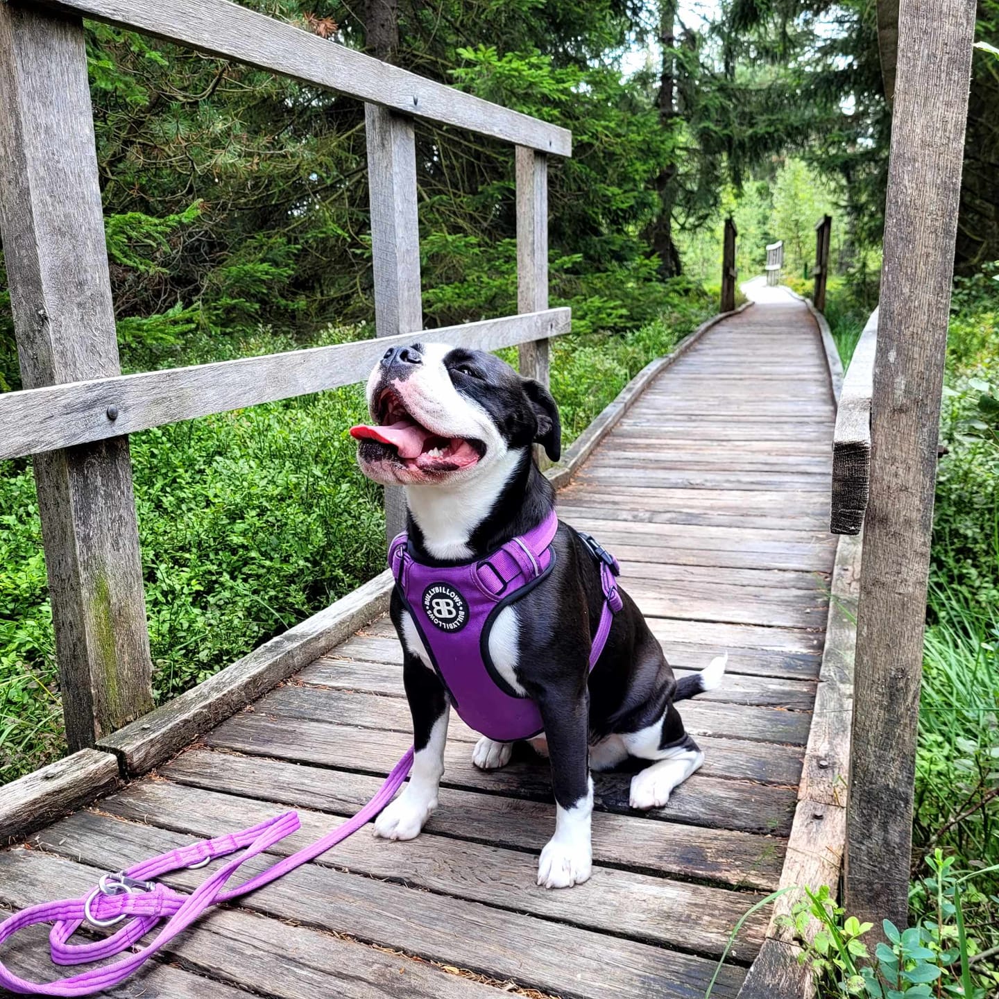 Customer photo review of Premium Comfort Harness | Non Restrictive & Adjustable - Purple