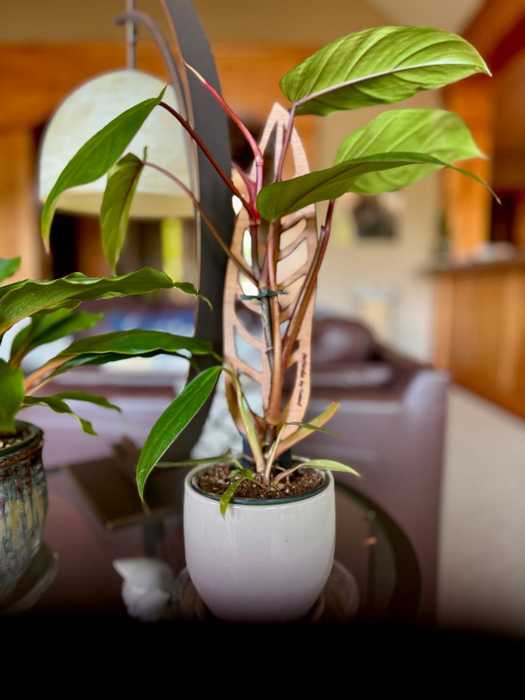 Customer photo review of Anthrulla - Plant trellis inspired by the Queen Anthurium