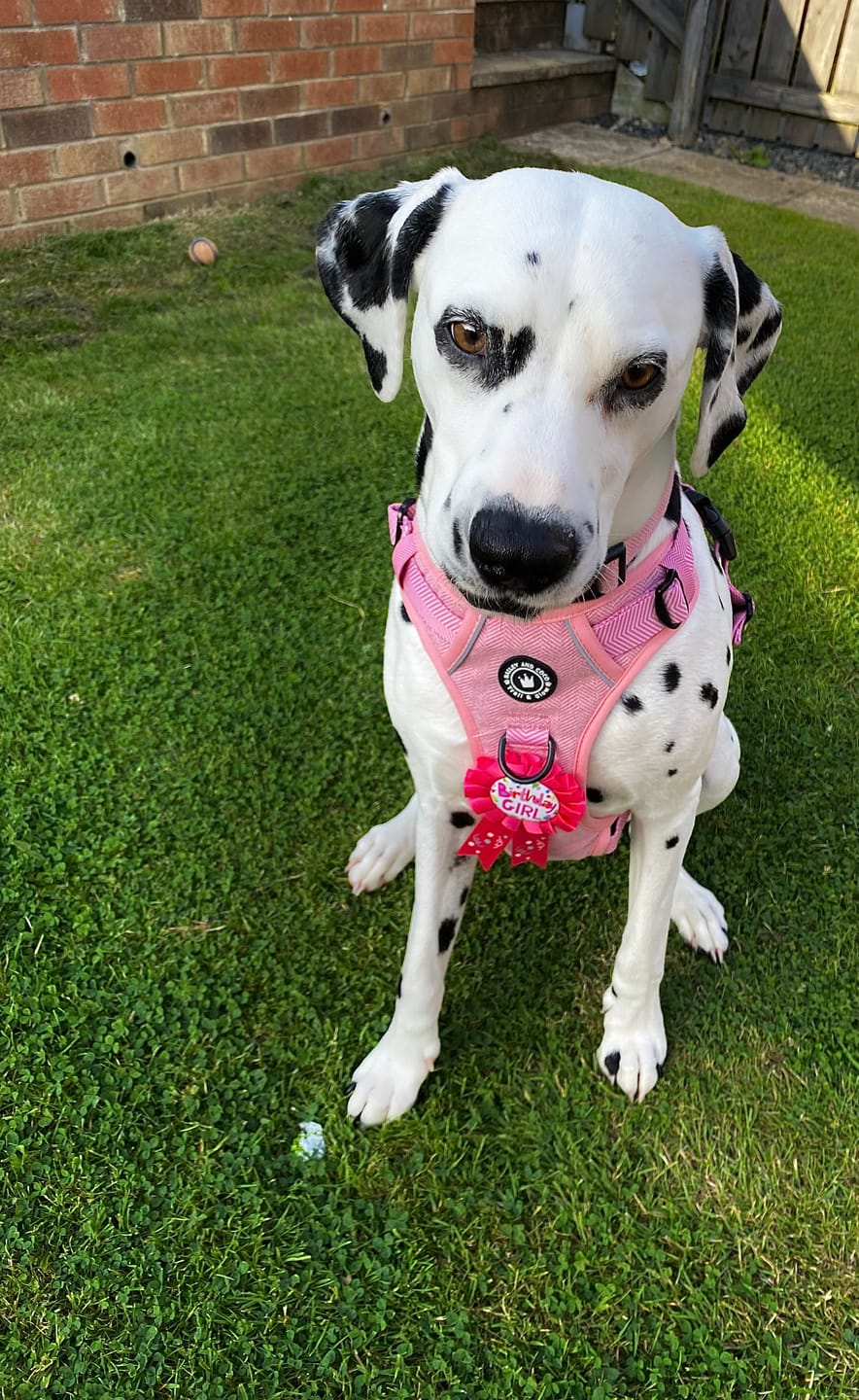 Customer photo review of Adjustable Collar - Bubblegum Pink Tweed
