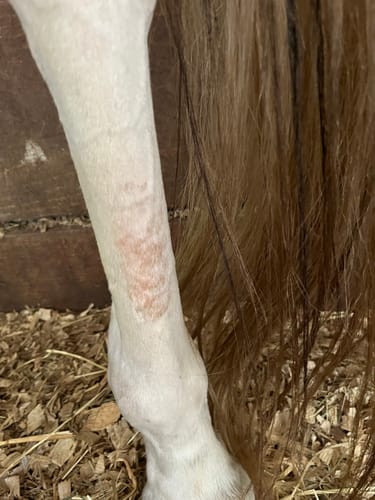 Customer photo review of Antiseptic & Antifungal Medicated Shampoo for Dogs, Cats, Horses - 12 oz