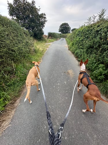 Customer photo review of Rope Lead - Midnight Bell - Sale