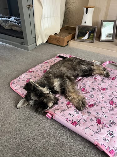 Customer photo review of Disney© Travel Mat - Piglet