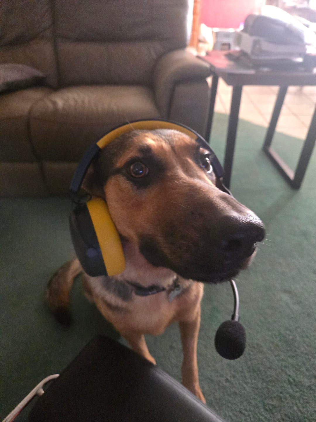 Customer photo review of SOMiC G Series - 7.1 Virtual Surround Sound Wireless Gaming Headset with Detachable Mic - 3 Connection Modes: Bluetooth, 2.4G USB Dongle, Wired 3.5mm - Compatible with PS5 / PS4 / PC / Computer / Phone / XBOX / Switch