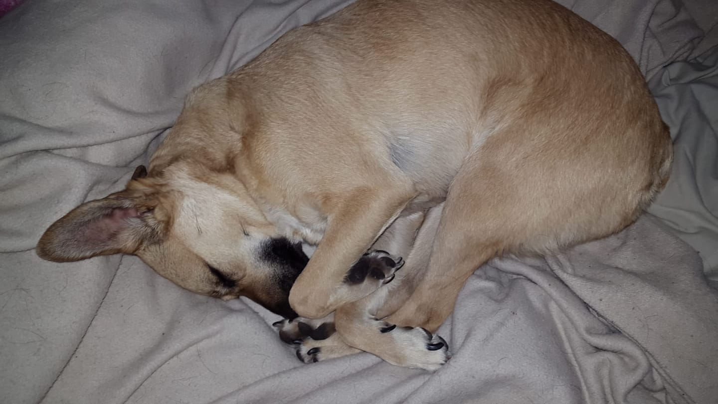 Customer photo review of Hundekekse - Apfel-Fenchel - 0.5 mg CBD - Total 120 mg CBD (vegan)