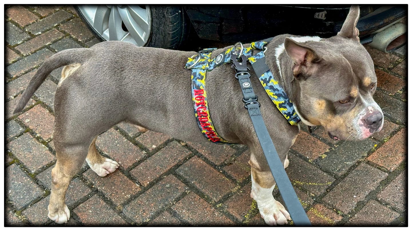 Customer photo review of TRI-Harness® | Anti-Pull, Adjustable & Durable - Dog Trainers Choice -  CAMO Lightning v2.0