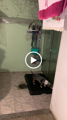 Customer video review of Weasy Cão