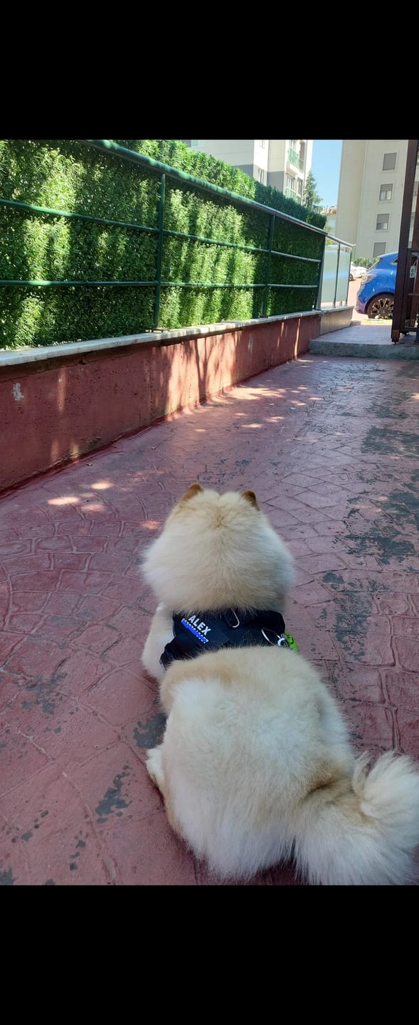Customer photo review of MellowPurr Özelleştirilebilir No Pull Köpek Tasması