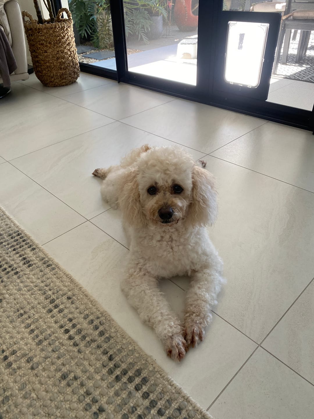 Customer photo review of Stress K9 Chews