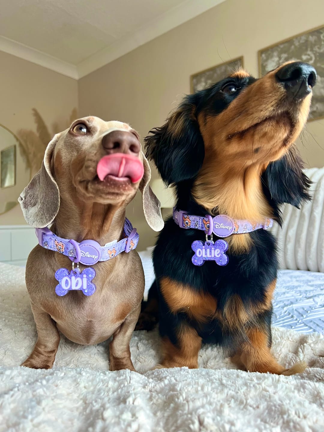 Customer photo review of Disney© Collar - Bambi + Friends Lilac