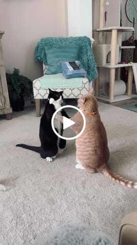 Customer video review of 1x Case Salmon Flaked In Broth & 3x Packs Tuna and Salmon Mousse Bundle