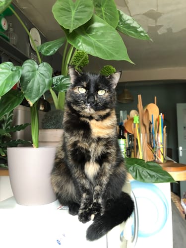Avis photo d'un client sur Croquettes Chat Stérilisé Sans Céréales - Poulet