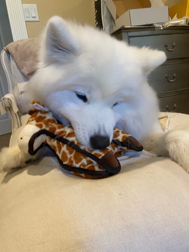 Customer photo review of Tough Plush - MEGAS