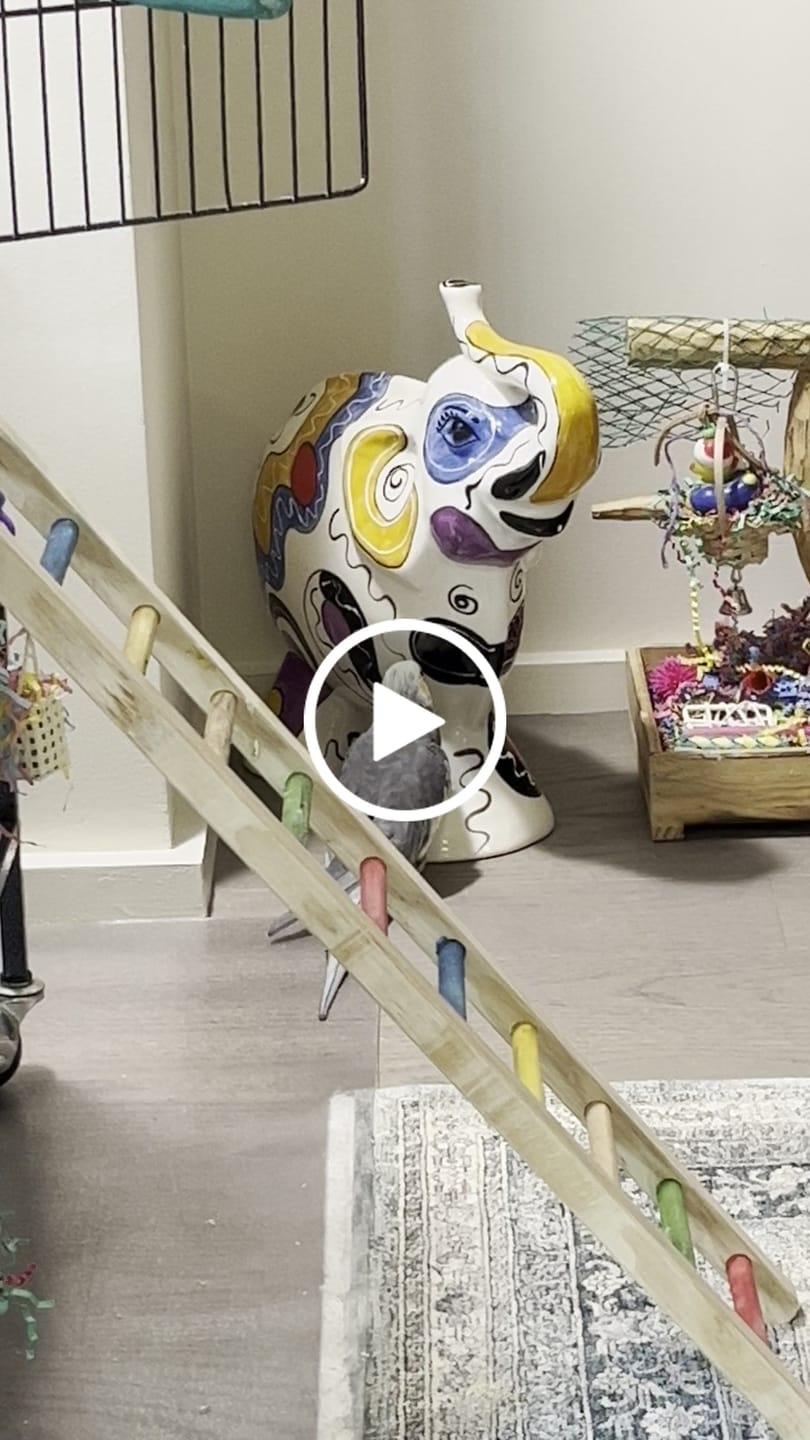 Customer video review of 1654 Crinkle Shred Paper