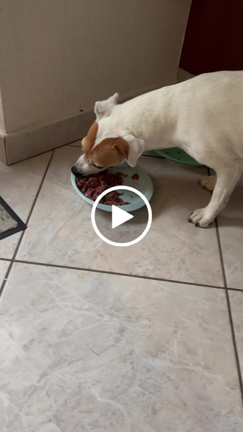 Customer video review of Pâtées riches en volaille& aux petits pois (chien adulte)