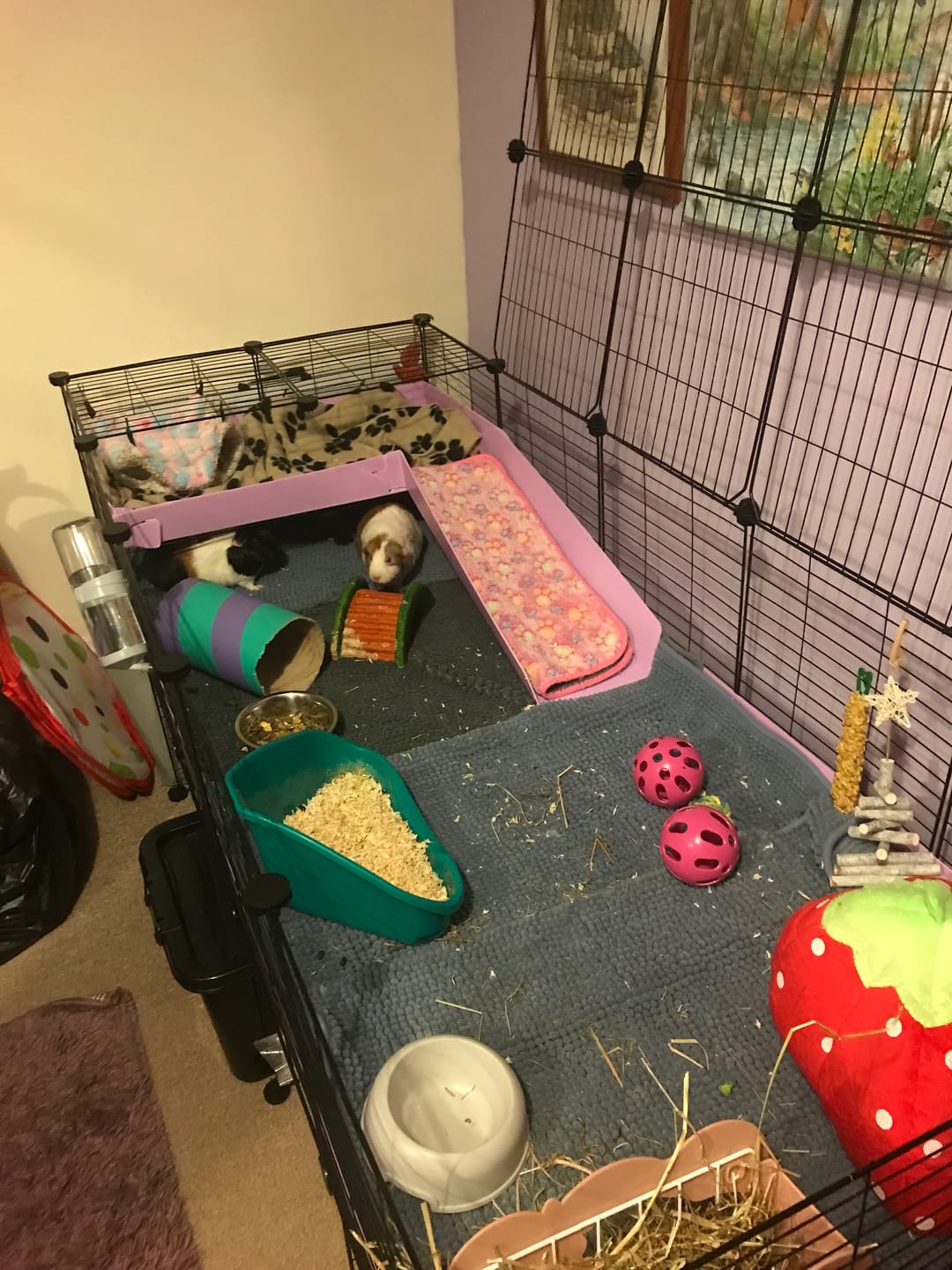 Customer photo review of 5x2 C&C Cage with Loft, Ramp & Stand