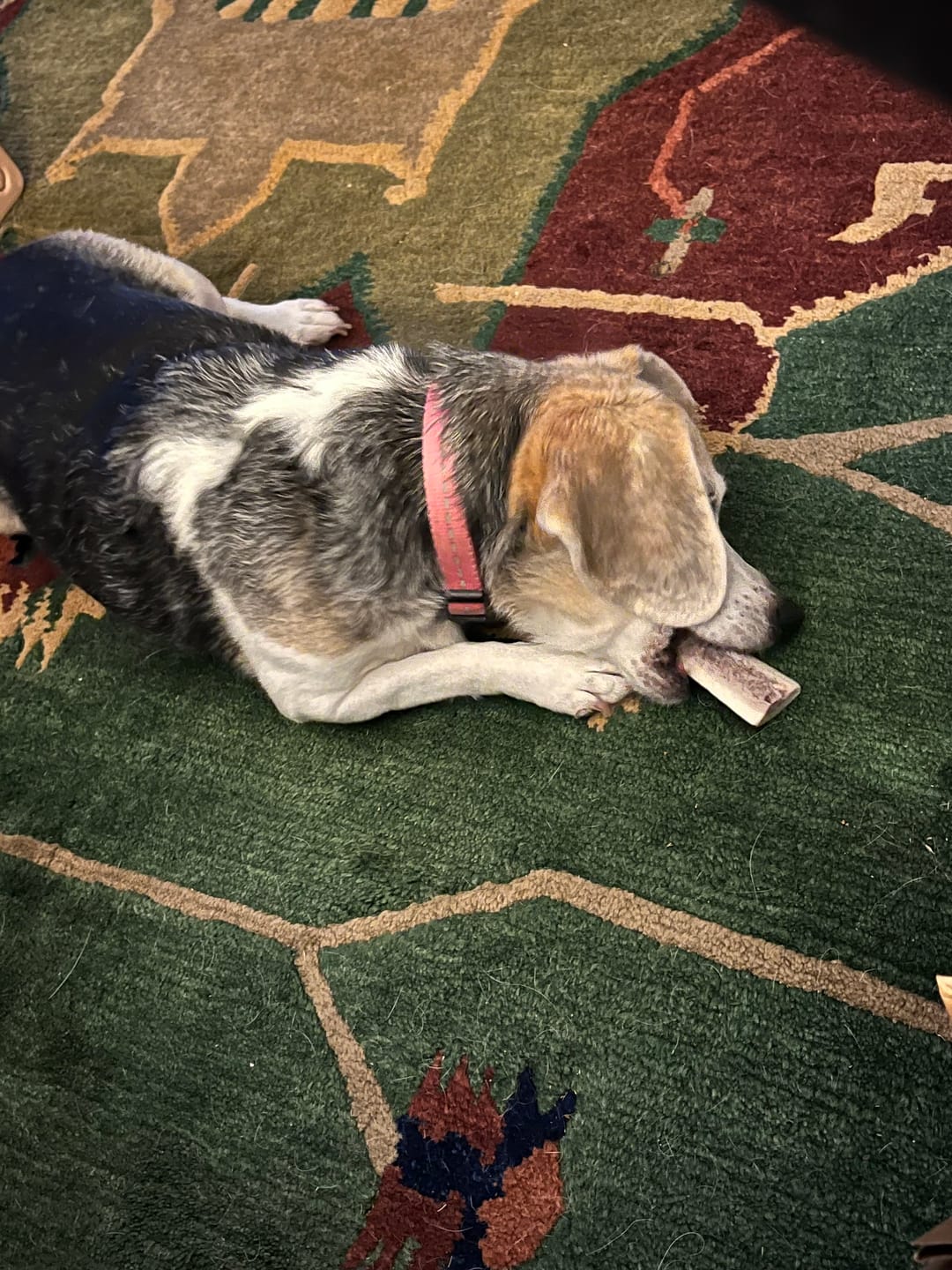 Customer photo review of Small Elk Chew