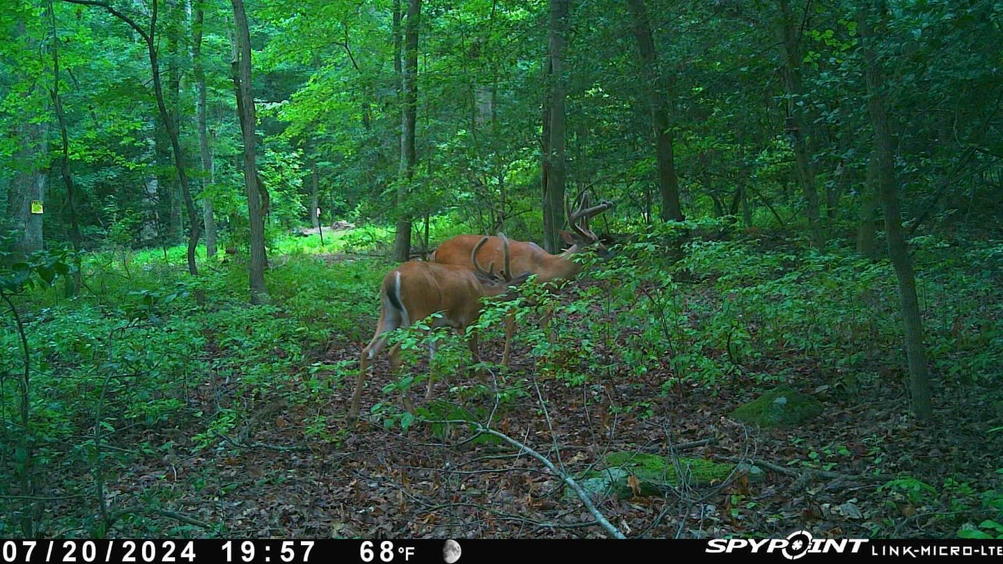 Customer photo review of Stockpile™ Deer Block - 20 LBS