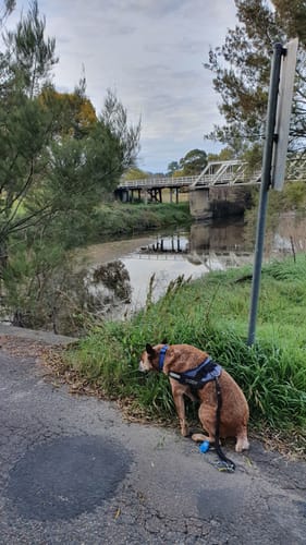 Customer photo review of Dogs Harness Australia With Name