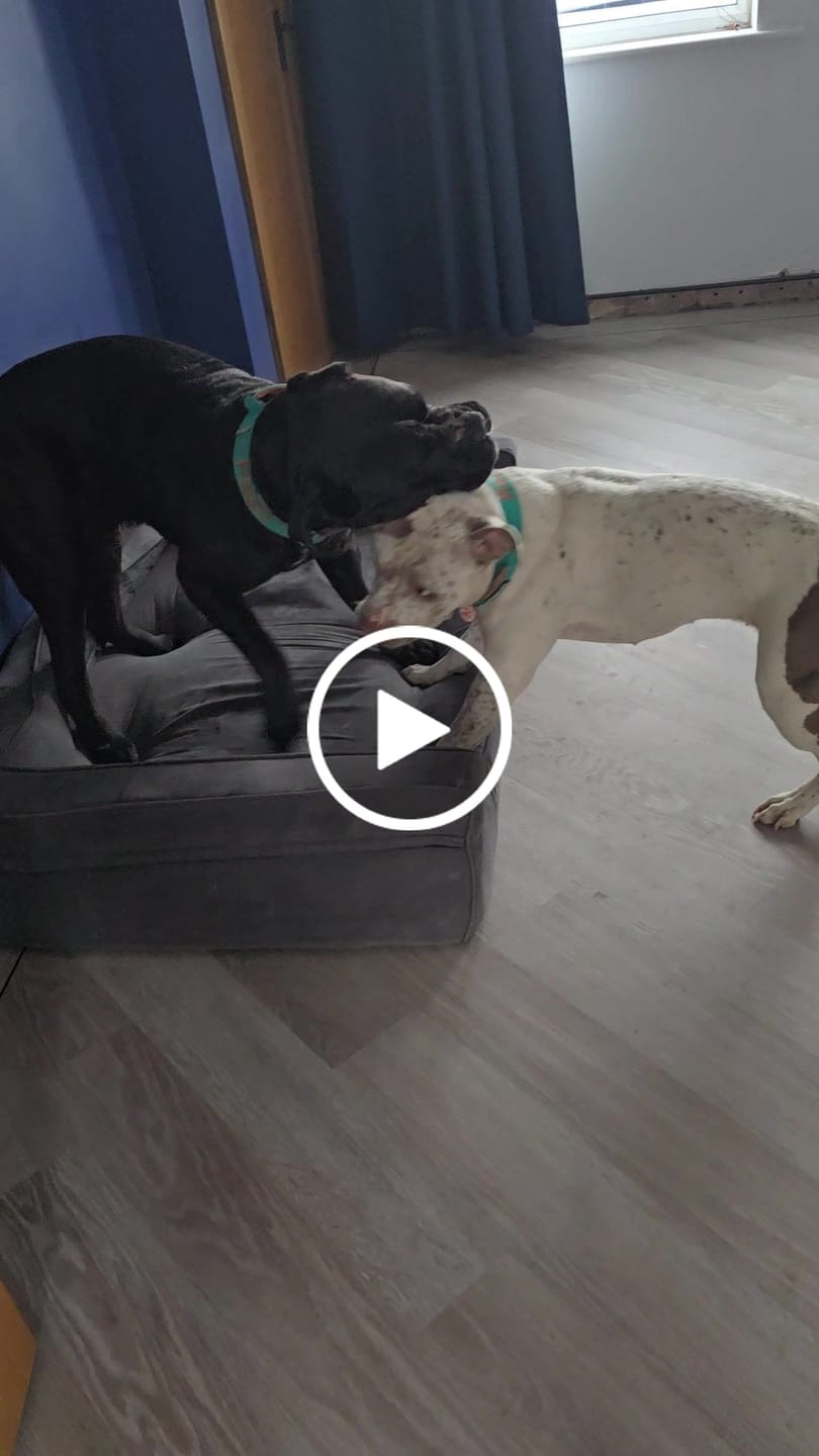 Customer video review of 4cm LIGHTER Combat® Collar | With Handle Rated Clip - Turquoise & Orange