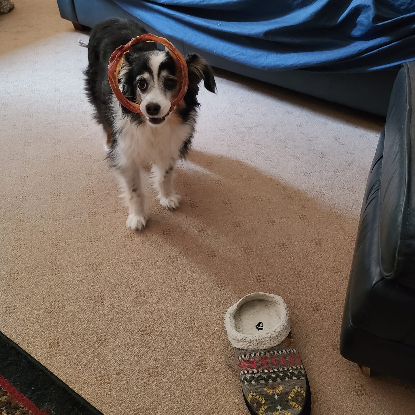 Customer photo review of Bully Stick Ring (Jumbo)