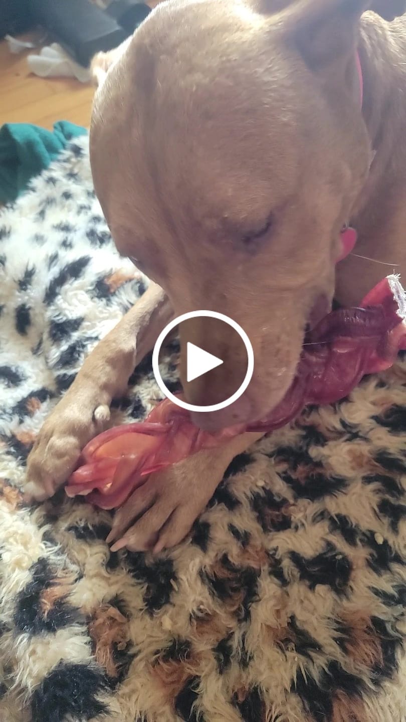 Customer video review of 12 Inch Monster Braided Bully Stick