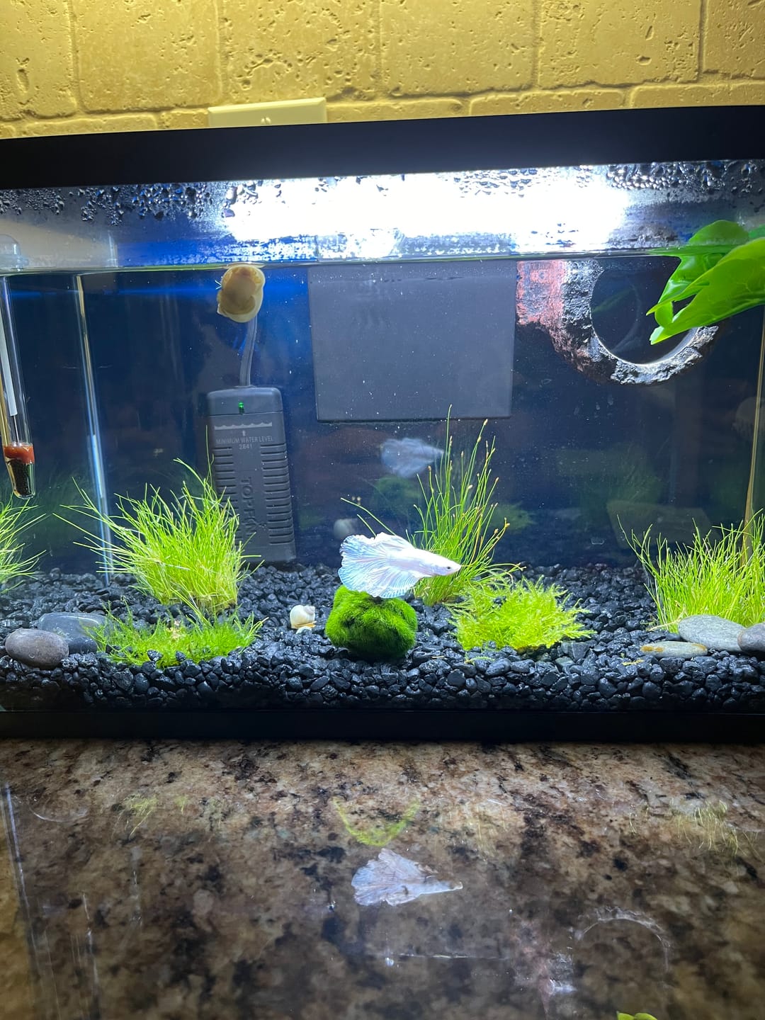 Customer photo review of Ivory Mystery Snail