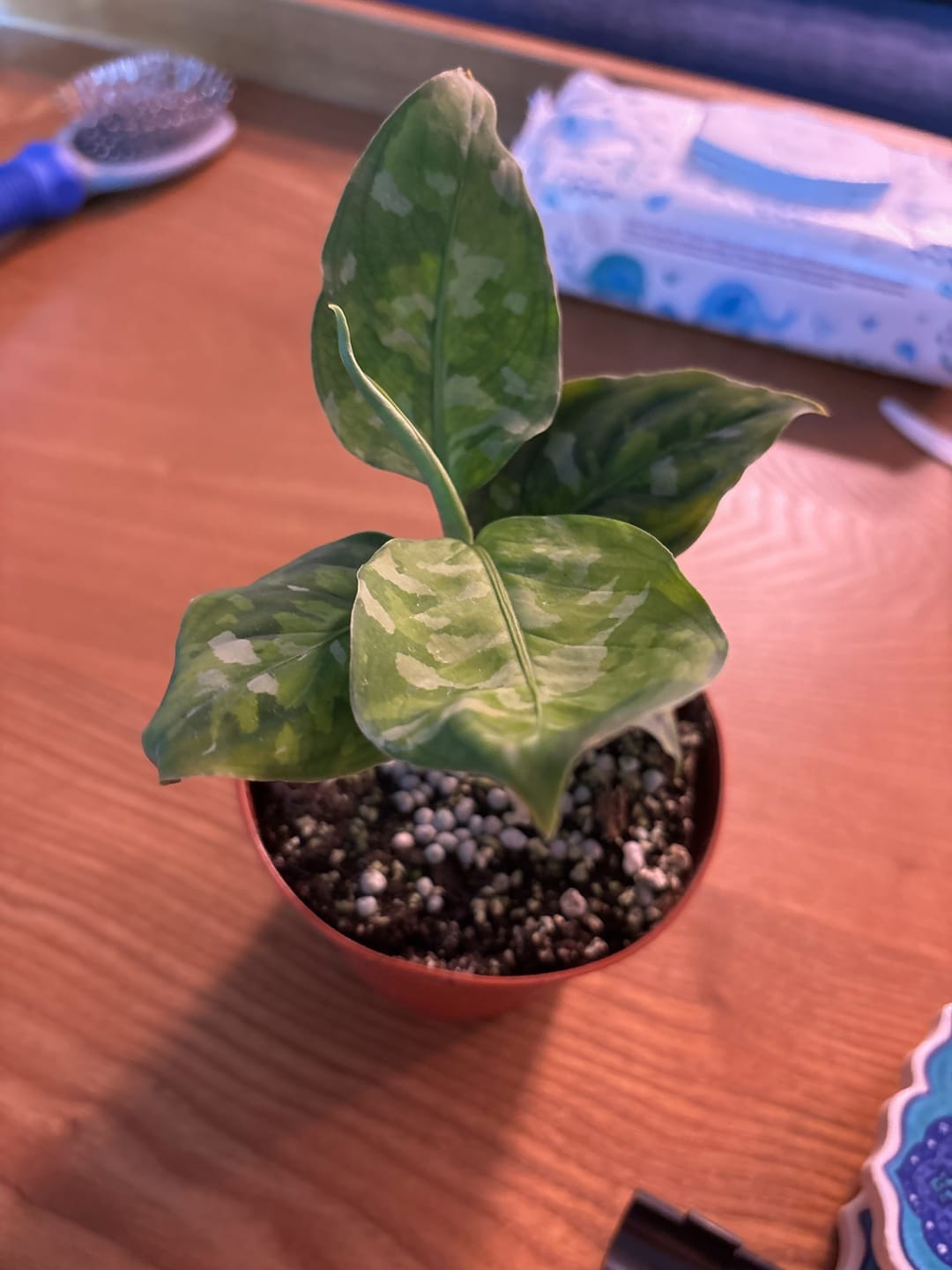 Customer photo review of Aglaonema pictum tricolor
