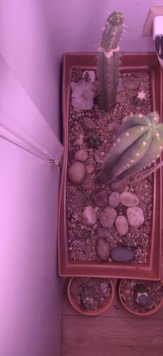 Customer photo review of Non-PC San Pedro Cactus | Trichocereus pachanoi