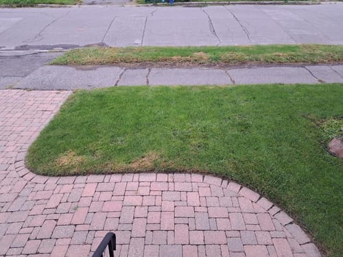 Customer photo review of Par 3 Herbicide Lawn Weed Killer 4L