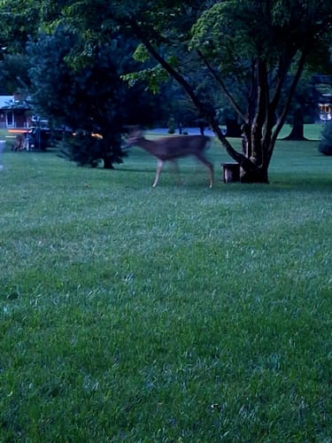 Customer photo review of GCI Turf Type Tall fescue Grass Seed