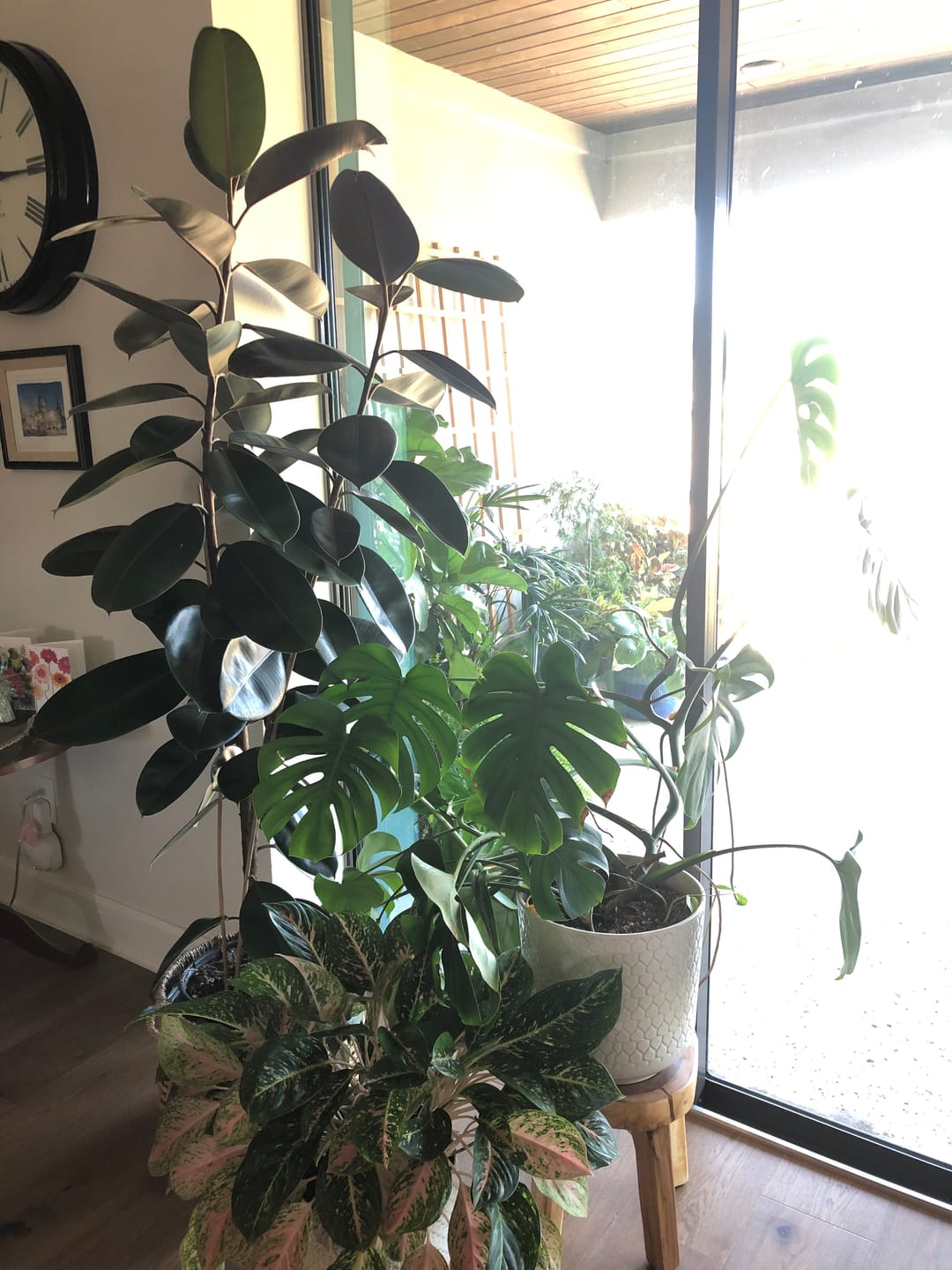 Customer photo review of Ficus Burgundy Bush, Rubber Tree