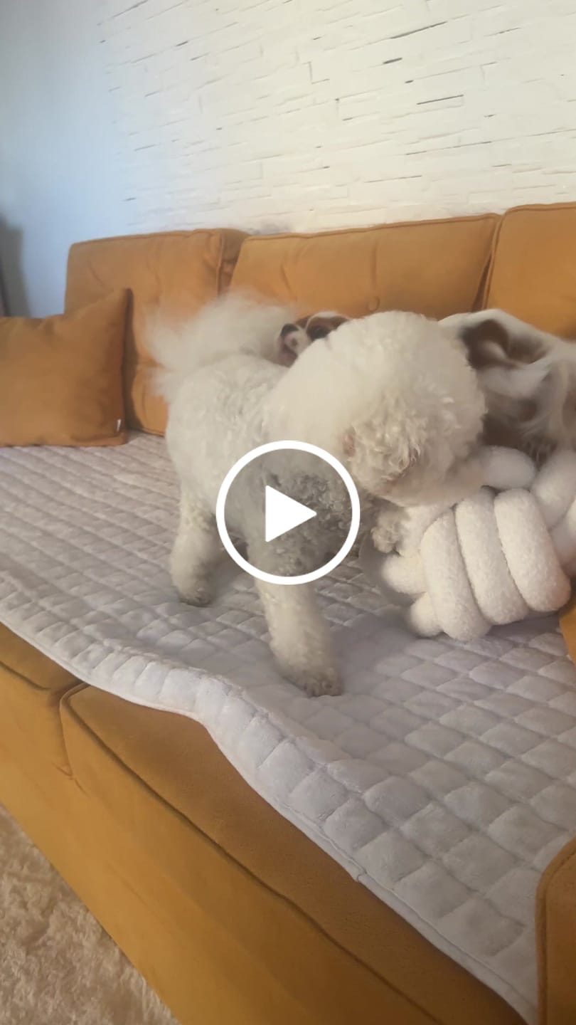 Customer video review of Smirujuća Patka Za Pse