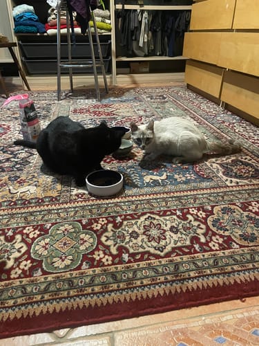 Avis photo d'un client sur Pâtée Chat Adulte Insuffisance Rénale - Poulet