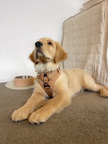Customer photo review of Recycled Ripstop Harness