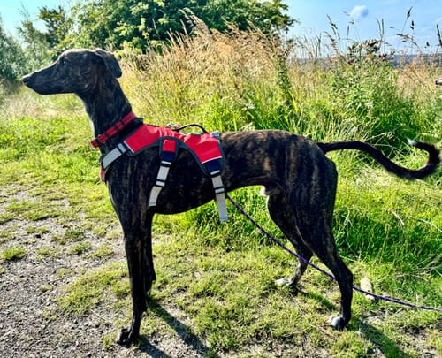 Customer photo review of Sighthound Escape Proof Harness