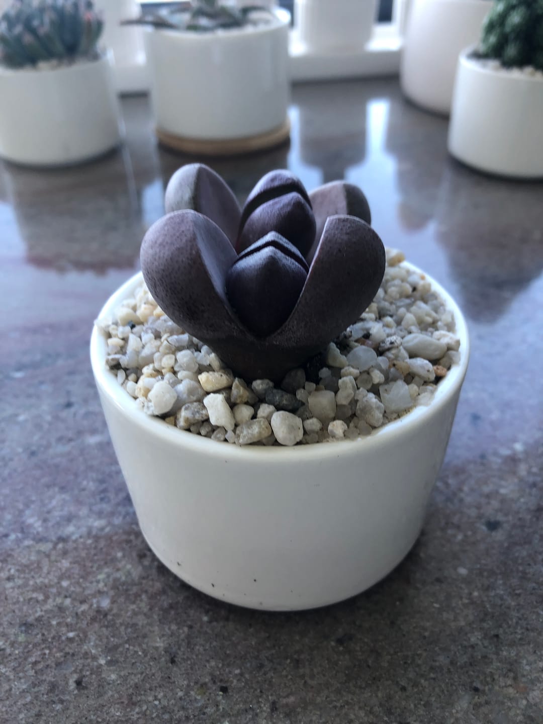 Customer photo review of Pleiospilos nellii 'Royal Flush'