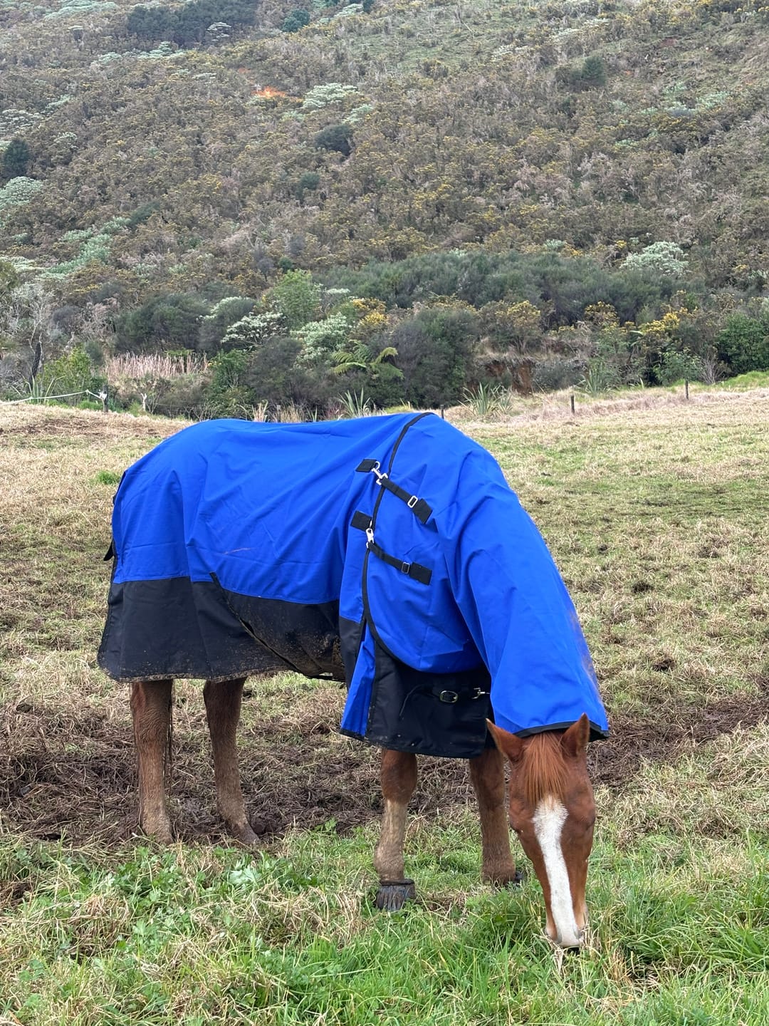 Customer photo review of Duke 1200d Detacha-neck