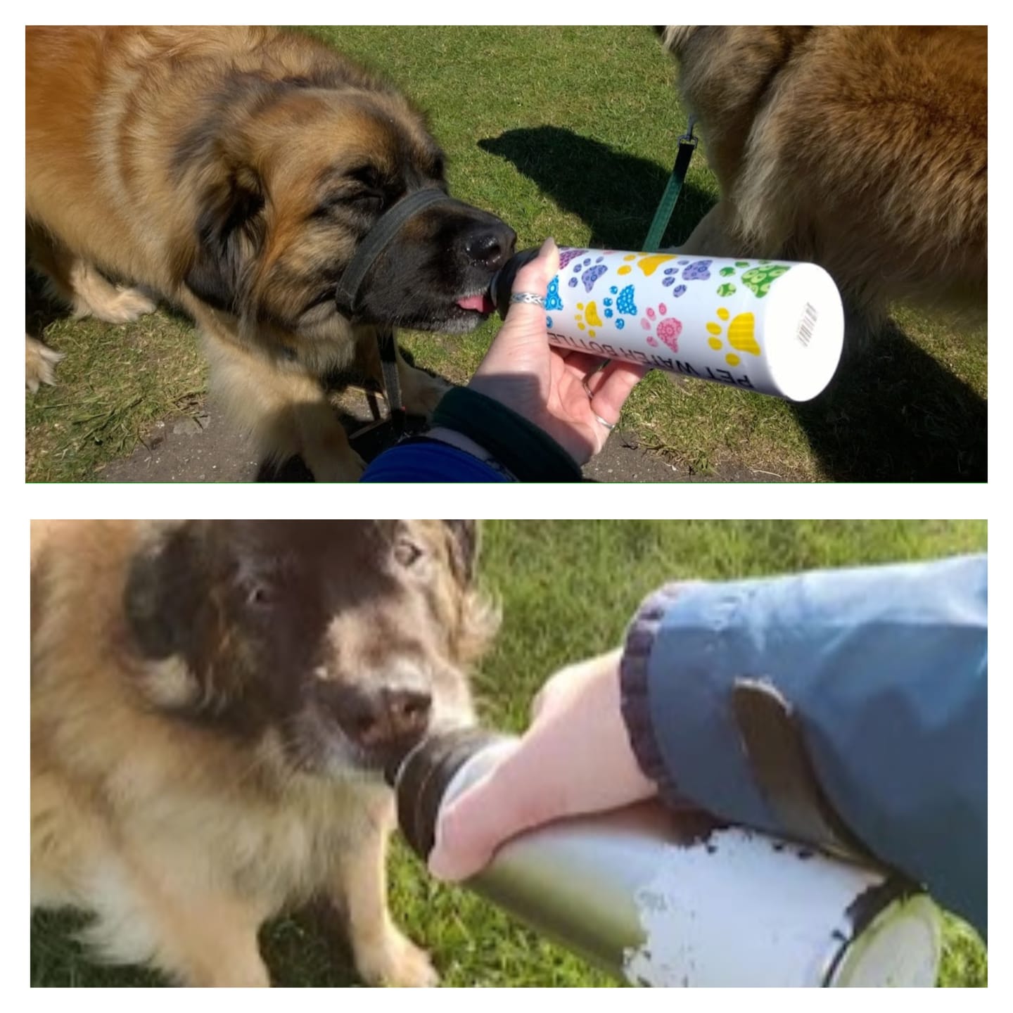 Customer photo review of Dog Water Bottle, Lick 'n Flow, Paws