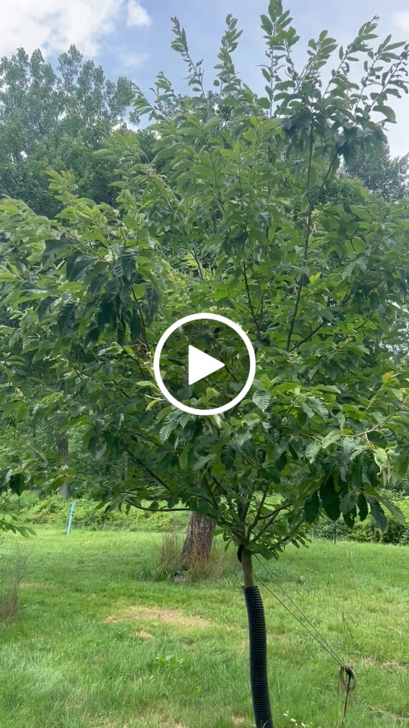 Customer video review of Glyphosate Tolerant Wildlife Seed Corn