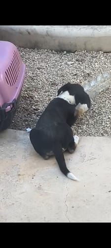 Customer photo review of Onsior®