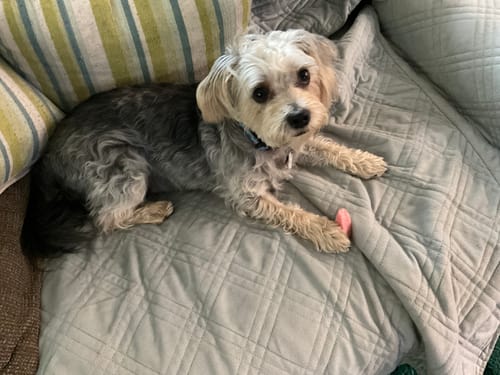 Customer photo review of MIX FLAVORED CHEWS ( A PACK OF 4 STICKS )