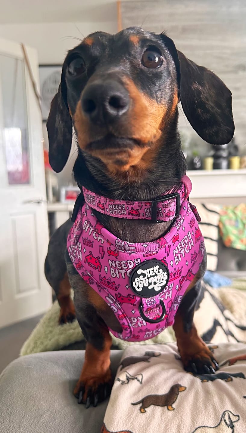 Customer photo review of Needy bitch harness
