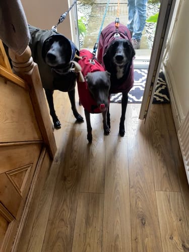 Customer photo review of Regna - Lightweight Summer Sighthound Coat with Harness Hole Zip