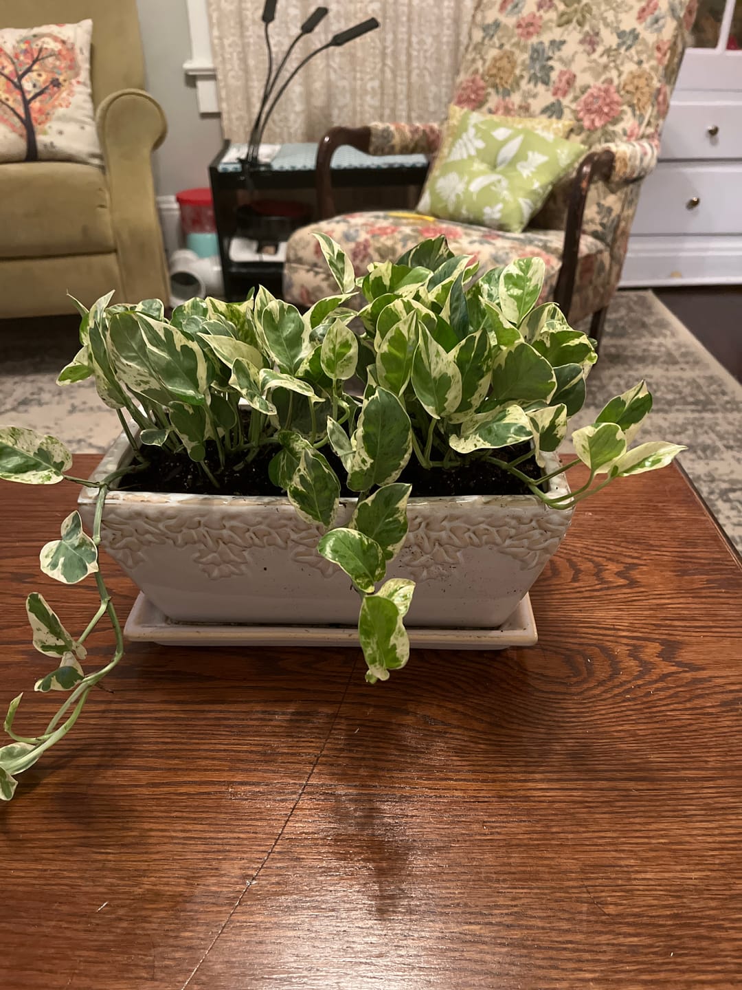 Customer photo review of Pothos Epipremnum aureum 'Pearls and Jade'