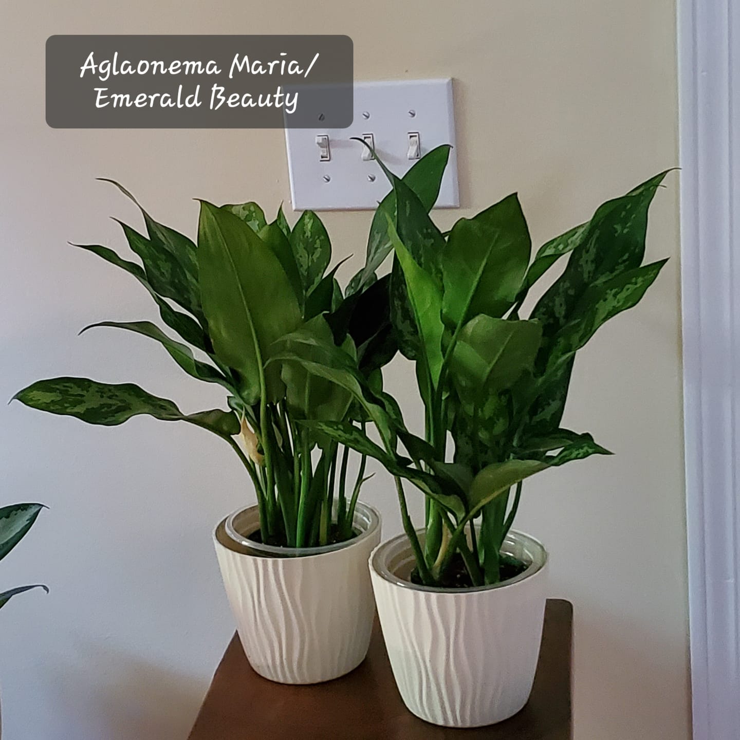 Customer photo review of Aglaonema 'Maria'
